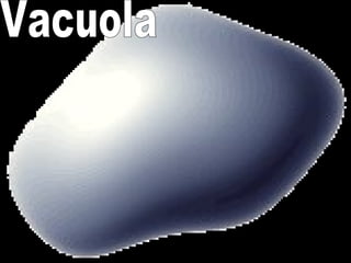 Vacuola
