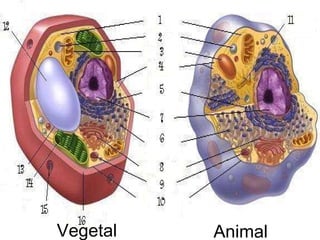 Vegetal Animal