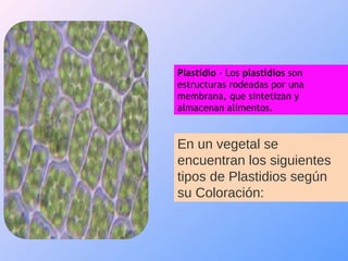 Plastidio - Los plastidios son
estructuras rodeadas por una
membrana, que sintetizan y
almacenan alimentos.


En un vegetal se
encuentran los siguientes
tipos de Plastidios según
su Coloración:
 