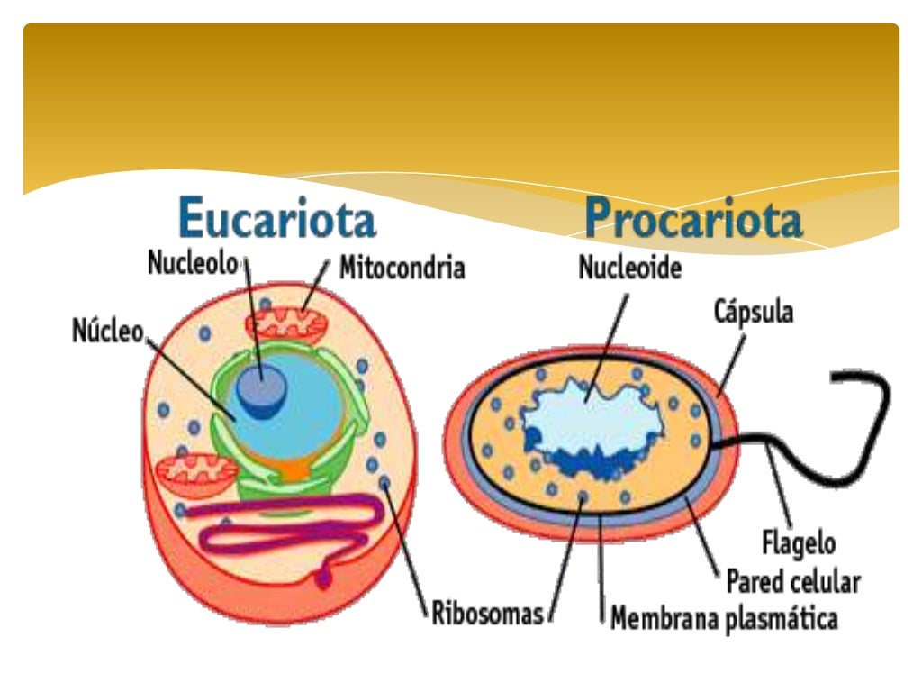 Cual Es La Diferencia Entre Celula Eucariota Y Procariota Images
