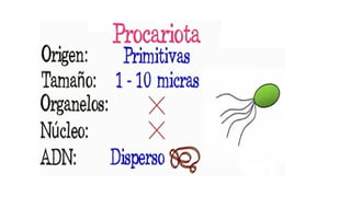 CELULAS EUCARIOTAS Y PROCARIOTAS (1).pptx