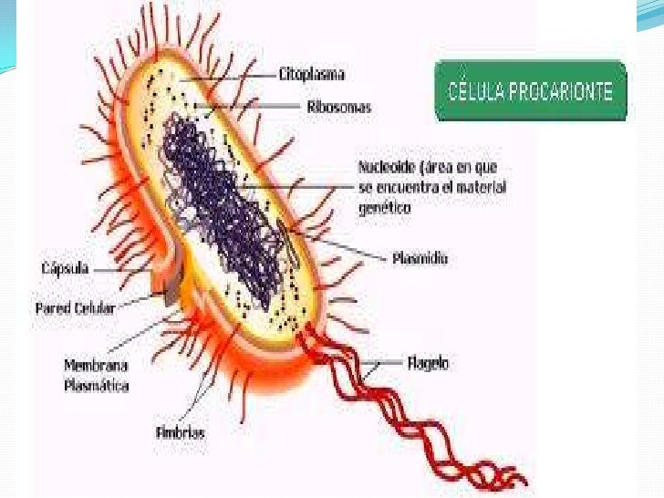 Celulas Euca Y Procariontes