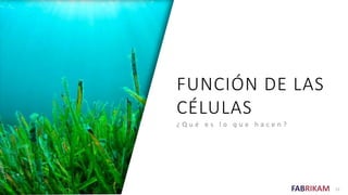 FABRIKAM
FUNCIÓN DE LAS
CÉLULAS
¿ Q u é e s l o q u e h a c e n ?
12
 