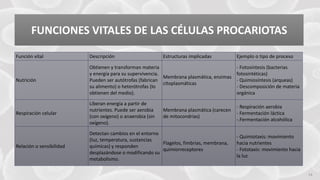 FABRIKAM
FUNCIONES VITALES DE LAS CÉLULAS PROCARIOTAS
14
Función vital Descripción Estructuras implicadas Ejemplo o tipo de proceso
Nutrición
Obtienen y transforman materia
y energía para su supervivencia.
Pueden ser autótrofas (fabrican
su alimento) o heterótrofas (lo
obtienen del medio).
Membrana plasmática, enzimas
citoplasmáticas
- Fotosíntesis (bacterias
fotosintéticas)
- Quimiosíntesis (arqueas)
- Descomposición de materia
orgánica
Respiración celular
Liberan energía a partir de
nutrientes. Puede ser aerobia
(con oxígeno) o anaerobia (sin
oxígeno).
Membrana plasmática (carecen
de mitocondrias)
- Respiración aerobia
- Fermentación láctica
-.Fermentación alcohólica
Relación o sensibilidad
Detectan cambios en el entorno
(luz, temperatura, sustancias
químicas) y responden
desplazándose o modificando su
metabolismo.
Flagelos, fimbrias, membrana,
quimiorreceptores
- Quimiotaxis: movimiento
hacia nutrientes
- Fototaxis: movimiento hacia
la luz
 