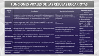 FABRIKAM
FUNCIONES VITALES DE LAS CÉLULAS EUCARIOTAS
16
Función
vital
Descripción Estructuras implicadas
Ejemplo o tipo de
proceso
Nutrición
Incorporan, transforman y utilizan sustancias del medio para obtener
energía y materiales de construcción. Pueden ser autótrofas (fabrican
su alimento) o heterótrofas (lo obtienen de otros seres vivos).
Mitocondrias, cloroplastos (en
vegetales), lisosomas, membrana
plasmática
- Fotosíntesis en células
vegetales
- Digestión intracelular
en células animales
Respiración
celular
Proceso mediante el cual la célula obtiene energía (ATP) a partir de
nutrientes. Es generalmente aerobia.
Mitocondrias
- Respiración aerobia:
glucosa + O₂ → CO₂ +
H₂O + energía (ATP)
Relación o
sensibilidad
Perciben estímulos internos o externos (como luz, sustancias químicas
o señales eléctricas) y responden adecuadamente.
Membrana plasmática, receptores
celulares, sistema nervioso (en
organismos multicelulares)
- Movimiento de cilios o
flagelos
- Respuesta hormonal o
nerviosa
Reproducción
Producen nuevas células para crecimiento, reparación o perpetuación
de la especie. Puede ser asexual (mitosis) o sexual (meiosis y
fecundación).
Núcleo, cromosomas, centriolos, huso
mitótico
- Mitosis en células
somáticas
- Meiosis en células
sexuales
Crecimiento y
desarrollo
Aumento del tamaño y especialización celular a lo largo del ciclo vital.
Núcleo, ribosomas, retículo
endoplasmático, aparato de Golgi
- Síntesis de proteínas y
orgánulos
- Diferenciación celular
Homeostasis
Mantienen un equilibrio interno estable (temperatura, pH,
concentración de solutos).
Membrana plasmática, vacuolas,
mitocondrias
- Regulación osmótica y
energética
Adaptación y
evolución
Cambios genéticos y fisiológicos que permiten sobrevivir en distintos
ambientes.
ADN nuclear y mitocondrial,
cromosomas
- Mutaciones, selección
natural y especialización
celular
 