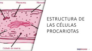 FABRIKAM
ESTRUCTURA DE
LAS CÉLULAS
PROCARIOTAS
17
 