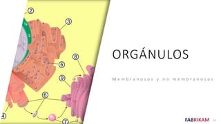 FABRIKAM
ORGÁNULOS
M e m b r a n o s o s y n o m e m b r a n o s o s
19
 
