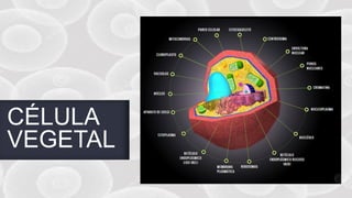 FABRIKAM
CÉLULA
VEGETAL
 