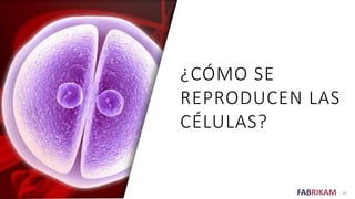 FABRIKAM
¿CÓMO SE
REPRODUCEN LAS
CÉLULAS?
24
 