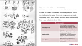 FABRIKAM
L a s c é l u l a s s o n l a s u n i d a d e s
e s t r u c t u r a l e s , f u n c i o n a l e s d e o r g a n i s m o s .
La célula es la unidad fundamental, estructural y funcional de todo
ser vivo. Esto significa que es el elemento más pequeño que puede
considerarse "vivo", ya que posee la capacidad de vivir por sí misma y
llevar a cabo todas las funciones vitales.
3
Teoría celular
Unidad Estructural
Todos los organismos, desde una
bacteria hasta un ser humano, están
formados por células. Son los "ladrillos"
que componen los tejidos, órganos y
sistemas.
Unidad Funcional
Es capaz de realizar por sí sola las tres
funciones vitales: nutrición
(metabolismo), relación (responder a
estímulos) y reproducción (división
celular).
Unidad de Origen
Toda célula proviene de otra célula
preexistente, según el postulado de la
Teoría Celular.
 