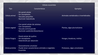 FABRIKAM 8
Células eucariotas
Tipo Características Ejemplos
Célula animal
- Sin pared celular
- Sin cloroplastos
- Vacuolas pequeñas
- Nutrición heterótrofa
Animales vertebrados e invertebrados
Célula vegetal
- Con pared celular de celulosa
- Con cloroplastos
- Vacuola central grande
- Nutrición autótrofa (fotosíntesis)
Plantas, algas pluricelulares
Célula fúngica
- Pared celular de quitina
- Sin cloroplastos
- Heterótrofa por absorción
Hongos, levaduras, mohos
Célula protista
- Generalmente unicelular
- Puede tener características animales o vegetales
- Eucariota
Protozoos, algas unicelulares
 