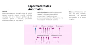 Espermatozoides
Anormales
Cabeza:
espermatozoides sin cabeza (cabeza de alfiler),
cabeza pequeña, grande, amorfa, redonda,
alargada, con forma de pera (piriforme), con
acrosoma grande o pequeño, vacuoladao
espermatozoides con dos cabezas.
Pieza intermedia: asimétrica, engrosada,
delgada, curvada de manera muy
pronunciada, irregular o con una
protuberancia de un tamaño superior a la
tercera parte del área de la cabeza
Cola: espermatozoides sin
cola, cola corta, múltiple,
enrollada, con ángulos
pronunciados o de grosor
irregular.
 