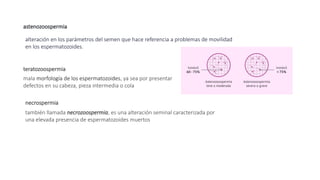 astenozoospermia
alteración en los parámetros del semen que hace referencia a problemas de movilidad
en los espermatozoides.
mala morfología de los espermatozoides, ya sea por presentar
defectos en su cabeza, pieza intermedia o cola
teratozoospermia
también llamada necrozoospermia, es una alteración seminal caracterizada por
una elevada presencia de espermatozoides muertos
necrospermia
 