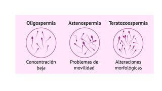 CELULAS GERMINALES…………………………………………….pptx