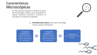 Características
Microscópicas
En esta parte del estudio se necesita la ayuda
del microscopio, debido a que los aspectos a
evaluar requieren aumento y tinciones. En
esta parte, se evaluará lo siguiente:
1. Movilidad espermática: esta le permitirá llegar
hasta el ovocito y fertilizarlo.
A. Movilidad
Progresiva: Los
espermatozoides se
mueven y avanzan,
independientemente
de suvelocidad.
A. Movilidad
Progresiva: Los
espermatozoides se
mueven y avanzan,
independientemente
de suvelocidad.
C. Inmóviles: Los
espermatozoides no se
mueven.
 