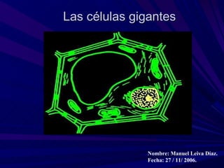 Las células gigantes




              Nombre: Manuel Leiva Díaz.
              Fecha: 27 / 11/ 2006.
 