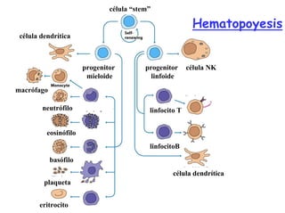 progenitor
mieloide
macrófago
linfocito T
progenitor
linfoide
célula NK
célula “stem”
linfocitoB
eritrocito
plaqueta
célula dendrítica
célula dendrítica
neutrófilo
eosinófilo
basófilo
Hematopoyesis
 