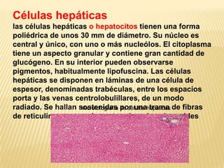 Células hepáticas
las células hepáticas o hepatocitos tienen una forma
poliédrica de unos 30 mm de diámetro. Su núcleo es
central y único, con uno o más nucleólos. El citoplasma
tiene un aspecto granular y contiene gran cantidad de
glucógeno. En su interior pueden observarse
pigmentos, habitualmente lipofuscina. Las células
hepáticas se disponen en láminas de una célula de
espesor, denominadas trabéculas, entre los espacios
porta y las venas centrolobulillares, de un modo
radiado. Se hallan sostenidas por unahepáticas de fibras
                    Microfotografía de células trama
de reticulina y separadas entre sí por los sinusoides
 