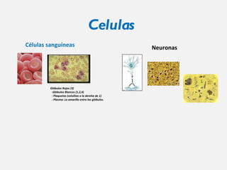 Celulas  Células sanguíneas Glóbulos Rojos (3)    -Glóbulos Blancos (1,2,4)    - Plaquetas (celulitas a la dereha de 1)    - Plasma: Lo amarillo entre los glóbulos. Neuronas 