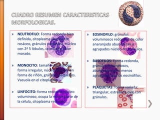 » NEUTROFILO: Forma redonda bien 
definida, citoplasma abundante 
rosáceo, gránulos pequeños, núcleo 
con 2ª 5 lóbulos, cromatina color 
morado. 
» MONOCITO: tamaño voluminoso, 
forma irregular, núcleo variable en 
forma de riñón, gránulos pequeños. 
Vacuola en el citoplasma. 
» LINFOCITO: forma redonda, núcleo 
voluminoso, ocupa la mayor parte de 
la célula, citoplasma reducido. 
» EOSINOFILO: gránulos 
voluminosos redondos de color 
anaranjado abundantes y 
agrupados núcleo de 2 lóbulos. 
» BASOFILOS: Forma redonda, 
gránulos voluminosos, 
abundantes pero menos 
agrupados que los eosinófilos. 
» PLAQUETAS: forma variada: 
triangular, estrellada,oval con 
gránulos. 
 