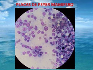 PLACAS DE PEYER MAMIFERO