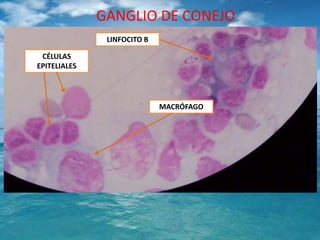 GANGLIO DE CONEJOLINFOCITO BCÉLULAS EPITELIALESMACRÓFAGO