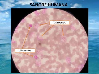 SANGRE HUMANALINFOCITOSLINFOCITOS