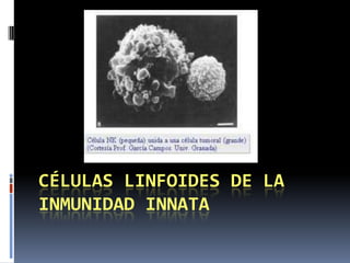 CÉLULAS LINFOIDES DE LA
INMUNIDAD INNATA
 