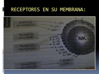 RECEPTORES EN SU MEMBRANA:
 