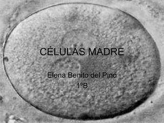 CÉLULAS MADRE Elena Benito del Pino 1ºB 