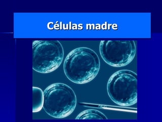 Células madre 