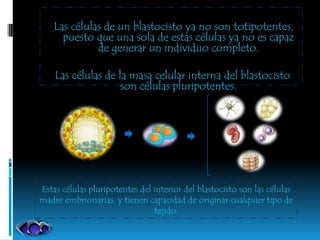 Las células de un blastocisto ya no son totipotentes,
      puesto que una sola de estas células ya no es capaz
              de generar un individuo completo.

    Las células de la masa celular interna del blastocisto
                    son células pluripotentes.




Estas células pluripotentes del interior del blastocisto son las células
madre embrionarias, y tienen capacidad de originar cualquier tipo de
                                tejido.
 