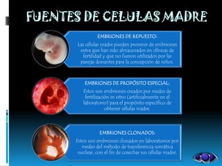 FUENTES DE CELULAS MADRE
                EMBRIONES DE REPUESTO:
      Las células madre pueden provenir de embriones
       extra que han sido almacenados en clínicas de
        fertilidad y que no fueron utilizados por las
       parejas donantes para la concepción de niños.



          EMBRIONES DE PROPÓSITO ESPECIAL:
         Estos son embriones creados por medio de
          fertilización in vitro (artificialmente en el
         laboratorio) para el propósito específico de
                     obtener células madre.



                 EMBRIONES CLONADOS:
      Estos son embriones clonados en laboratorios por
         medio del método de transferencia somática
       nuclear, con el fin de cosechar sus células madre.
 