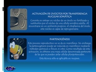ACTIVACIÓN DE OVOCITOS POR TRANSFERENCIA
              NUCLEAR SOMÁTICA
 Consiste en extraer un núcleo de un óvulo no fertilizado y
  sustituirlos por el núcleo de una célula somática adulta. Al
encontrarse en un ambiente propicio, el citoplasma del óvulo,
             este núcleo es capaz de reprogramarse.



                     PARTENOGÉNESIS
Este proceso reproductivo no se da en mamíferos. Sin embargo,
  la partenogénesis puede ser inducida en mamíferos mediante
  métodos químicos o físicos in vitro. Como resultado de esta
 activación, se obtiene una masa celular denominada partenote
        de las que se pueden aislar células pluripotenciales.
           Esta técnica sólo es aplicable en mujeres.
 