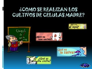 ¿COMO SE REALIZAN LOS
CULTIVOS DE CELULAS MADRE?
 