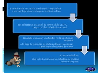 Las células madre son aisladas transfiriendo la masa celular
    a una caja de petri que contenga un medio de cultivo.




          Son colocadas en una estufa de cultivo celular (a 37ºC,
                         oxigeno y 5% de dióxido de carbono).



                Las células se dividen y se extienden por la superficie del
                                                                recipiente
             A lo largo de varios días, las células proliferan y comienzan
                                   a apretarse en el recipiente de cultivo.



                                                          Se crea un subcultivo.
                          Cada ciclo de creación de un subcultivo de células es
                                                          denominado pasaje.
 