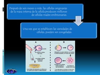 Después de seis meses o más, las células originarias
 de la masa interna de la célula producen millones
                   de células madre embrionarias.




            Una vez que se establecen las variedades de
                       células, pueden ser congeladas.
 
