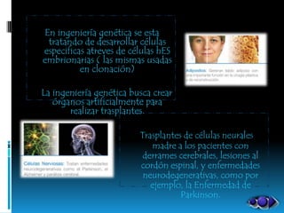 En ingeniería genética se esta
 tratando de desarrollar células
especificas atreves de células hES
embrionarias ( las mismas usadas
          en clonación)

La ingeniería genética busca crear
   órganos artificialmente para
       realizar trasplantes.

                         Trasplantes de células neurales
                            madre a los pacientes con
                          derrames cerebrales, lesiones al
                         cordón espinal, y enfermedades
                          neurodegenerativas, como por
                            ejemplo, la Enfermedad de
                                    Parkinson.
 