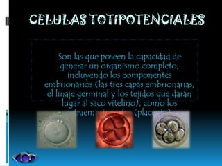 CELULAS TOTIPOTENCIALES

       Son las que poseen la capacidad de
        generar un organismo completo,
          incluyendo los componentes
  embrionarios (las tres capas embrionarias,
   el linaje germinal y los tejidos que darán
        lugar al saco vitelino), como los
         extraembrionarios (placenta).
 