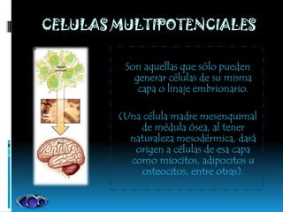 CELULAS MULTIPOTENCIALES

         Son aquellas que sólo pueden
           generar células de su misma
            capa o linaje embrionario.

        (Una célula madre mesenquimal
            de médula ósea, al tener
          naturaleza mesodérmica, dará
           origen a células de esa capa
          como miocitos, adipocitos u
             osteocitos, entre otras).
 