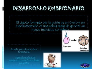 DESARROLLO EMBRIONARIO

      El cigoto formado tras la unión de un óvulo y un
      espermatozoide, es una célula capaz de generar un
                 nuevo individuo completo.




 Se trata, pues, de una célula
         totipotente:

      capaz de producir un
espécimen completo con todos
         sus tejidos.
 