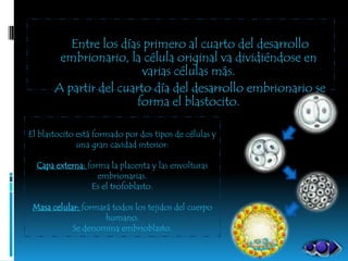 Entre los días primero al cuarto del desarrollo
        embrionario, la célula original va dividiéndose en
                         varias células más.
       A partir del cuarto día del desarrollo embrionario se
                        forma el blastocito.

El blastocito está formado por dos tipos de células y
              una gran cavidad interior:

  Capa externa: forma la placenta y las envolturas
                   embrionarias.
                 Es el trofoblasto.

 Masa celular: formará todos los tejidos del cuerpo
                     humano.
            Se denomina embrioblasto.
 