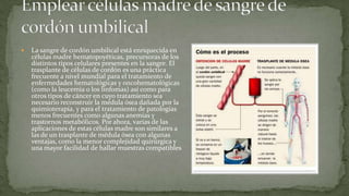    La sangre de cordón umbilical está enriquecida en
    células madre hematopoyéticas, precursoras de los
    distintos tipos celulares presentes en la sangre. El
    trasplante de células de cordón es una práctica
    frecuente a nivel mundial para el tratamiento de
    enfermedades hematológicas y oncohematológicas
    (como la leucemia o los linfomas) así como para
    otros tipos de cáncer en cuyo tratamiento sea
    necesario reconstruir la médula ósea dañada por la
    quimioterapia, y para el tratamiento de patologías
    menos frecuentes como algunas anemias y
    trastornos metabólicos. Por ahora, varias de las
    aplicaciones de estas células madre son similares a
    las de un trasplante de médula ósea con algunas
    ventajas, como la menor complejidad quirúrgica y
    una mayor facilidad de hallar muestras compatibles
 