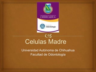 Celulas Madre
Universidad Autónoma de Chihuahua
Facultad de Odontología
 