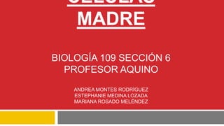 CÉLULAS
MADRE
BIOLOGÍA 109 SECCIÓN 6
PROFESOR AQUINO
ANDREA MONTES RODRÍGUEZ
ESTEPHANIE MEDINA LOZADA
MARIANA ROSADO MELÉNDEZ
 