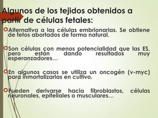 Algunos de los tejidos obtenidos a
partir de células fetales:
Alternativa a las células embrionarias. Se obtiene
de fetos abortados de forma natural.
Son células con menos potencialidad que las ES,
pero están dando resultados muy
esperanzadores…
En algunos casos se utiliza un oncogén (v-myc)
para inmortalizarlas en cultivo.
Pueden derivarse hacia fibroblastos, células
neuronales, epiteliales o musculares…
 