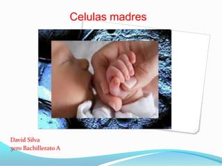 Celulas madres
David Silva
3ero Bachillerato A
 