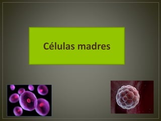 Células madres
 