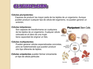 CLASIFICACION:Células pluripotentes:       Capaces de producir las mayor parte de los tejidos de un organismo. Aunque pueden producir cualquier tipo de célula del organismo, no pueden generar un embrión.Células totipotenes:        Son capaces de transformarse en cualquiera        de los tejidos de un organismo. Cualquiercélulacolocada en el útero de una mujertienecapacidad de originar unfeto.Células multipotentes:Puedengenerar células especializadas concretas, pero se hademostrado que pueden producirotrotipodiferente de tejidos.•Células unipotentes pueden formar únicamente        un tipo de célula particular.