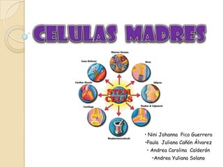 CELULAS  MADRES • Nini Johanna  Pico Guerrero  •Paula  Juliana Cañón Álvarez • Andrea Carolina  Calderón •Andrea Yuliana Solano 